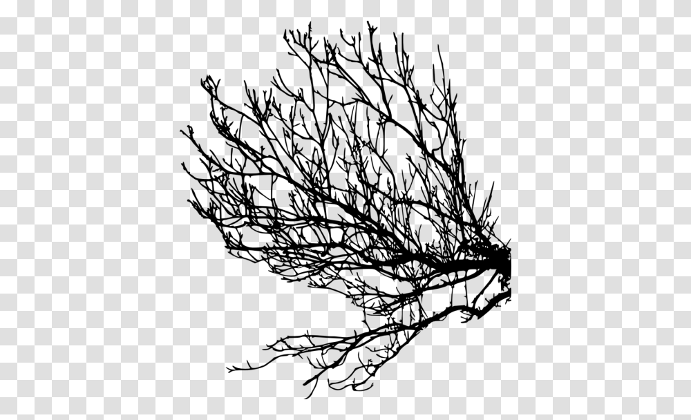 Tree Branches Silhouette, Nature, Outdoors, Plant, Night Transparent Png