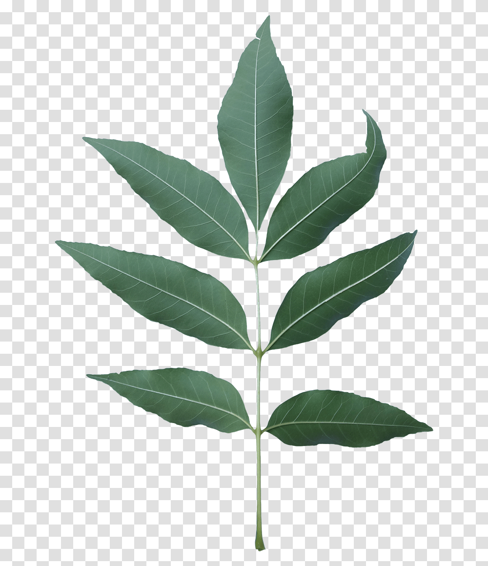Tree Branches With Leaves, Leaf, Plant, Maple Leaf, Annonaceae Transparent Png