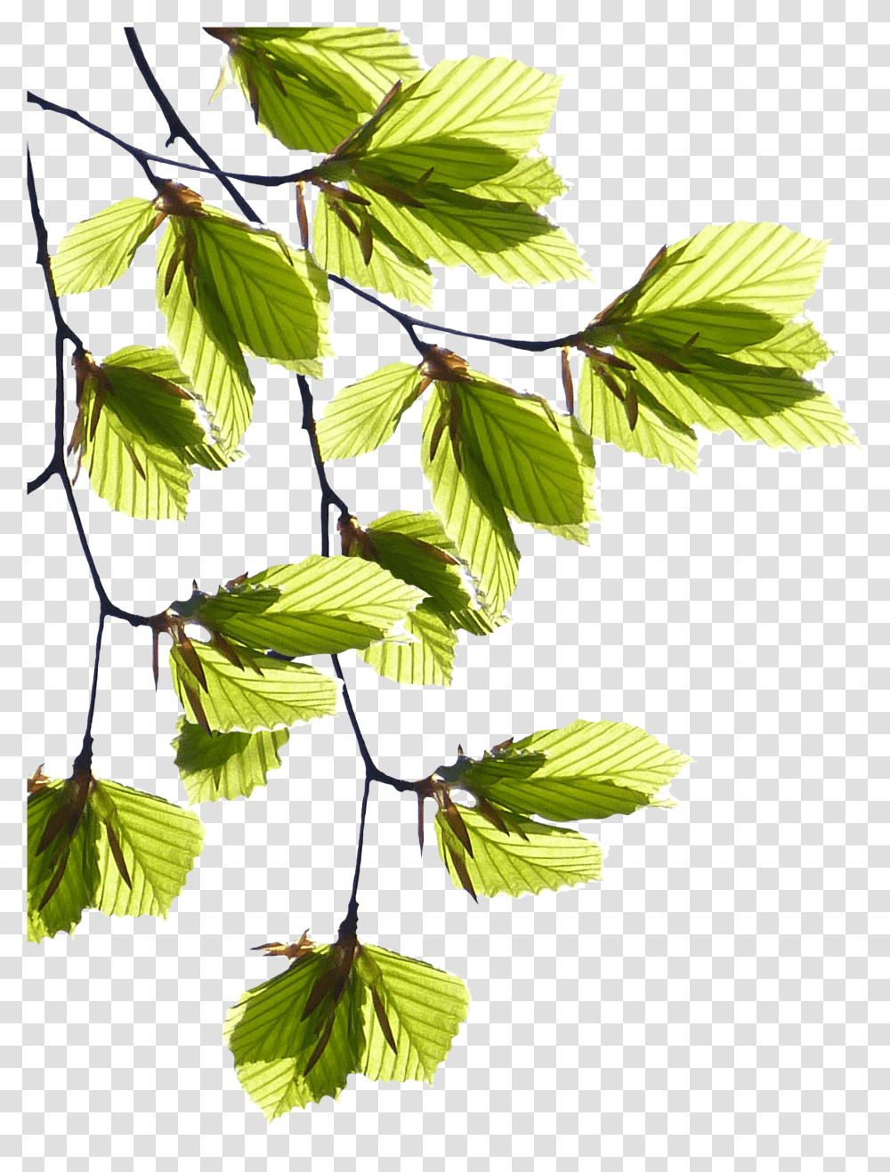 Tree Branches With Leaves, Leaf, Plant, Veins, Potted Plant Transparent Png