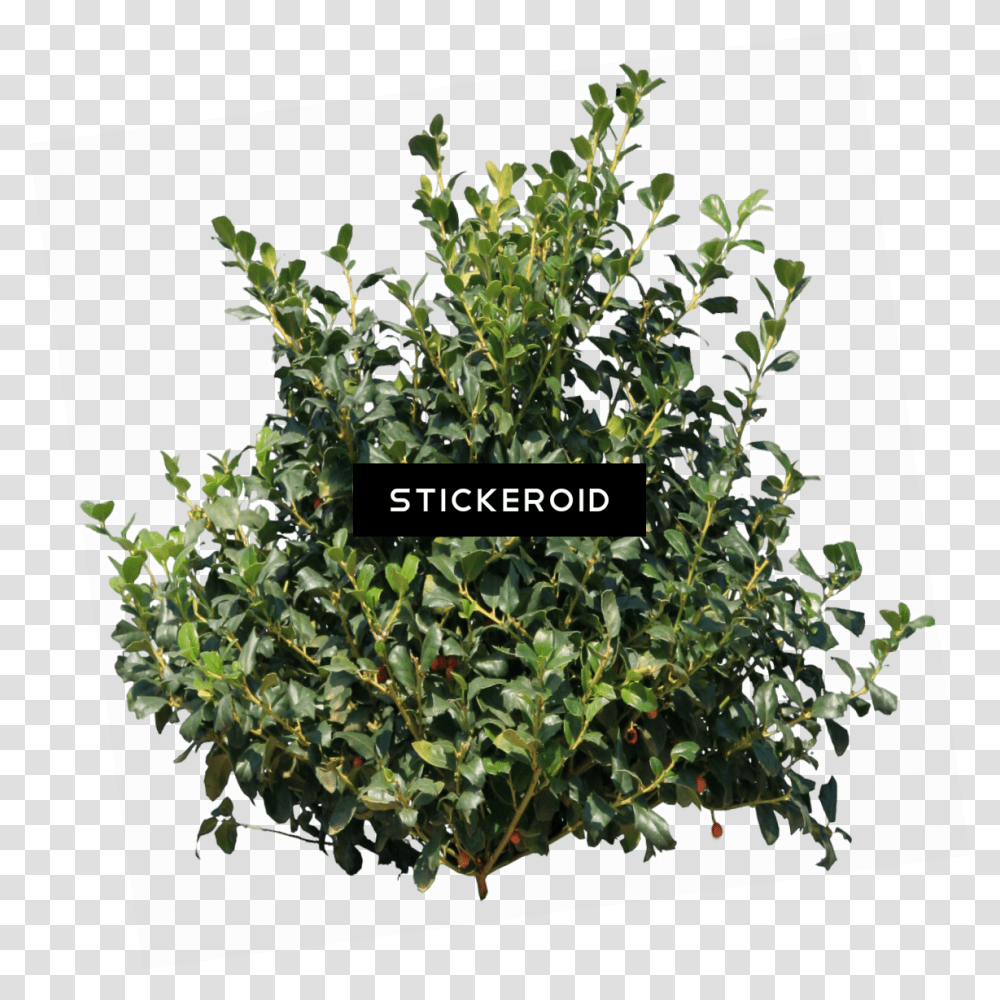 Tree Bush Bush, Vegetation, Plant, Green, Leaf Transparent Png