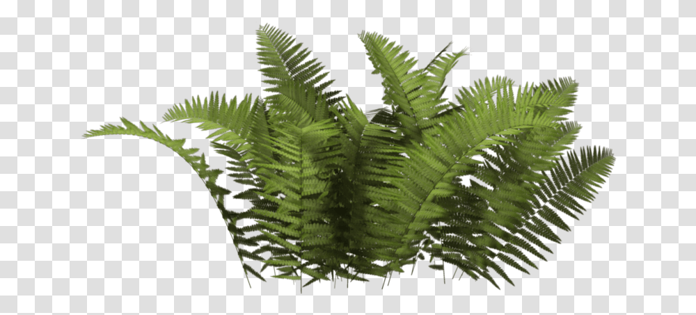 Tree Bush Plant, Fern, Leaf, Bird, Animal Transparent Png