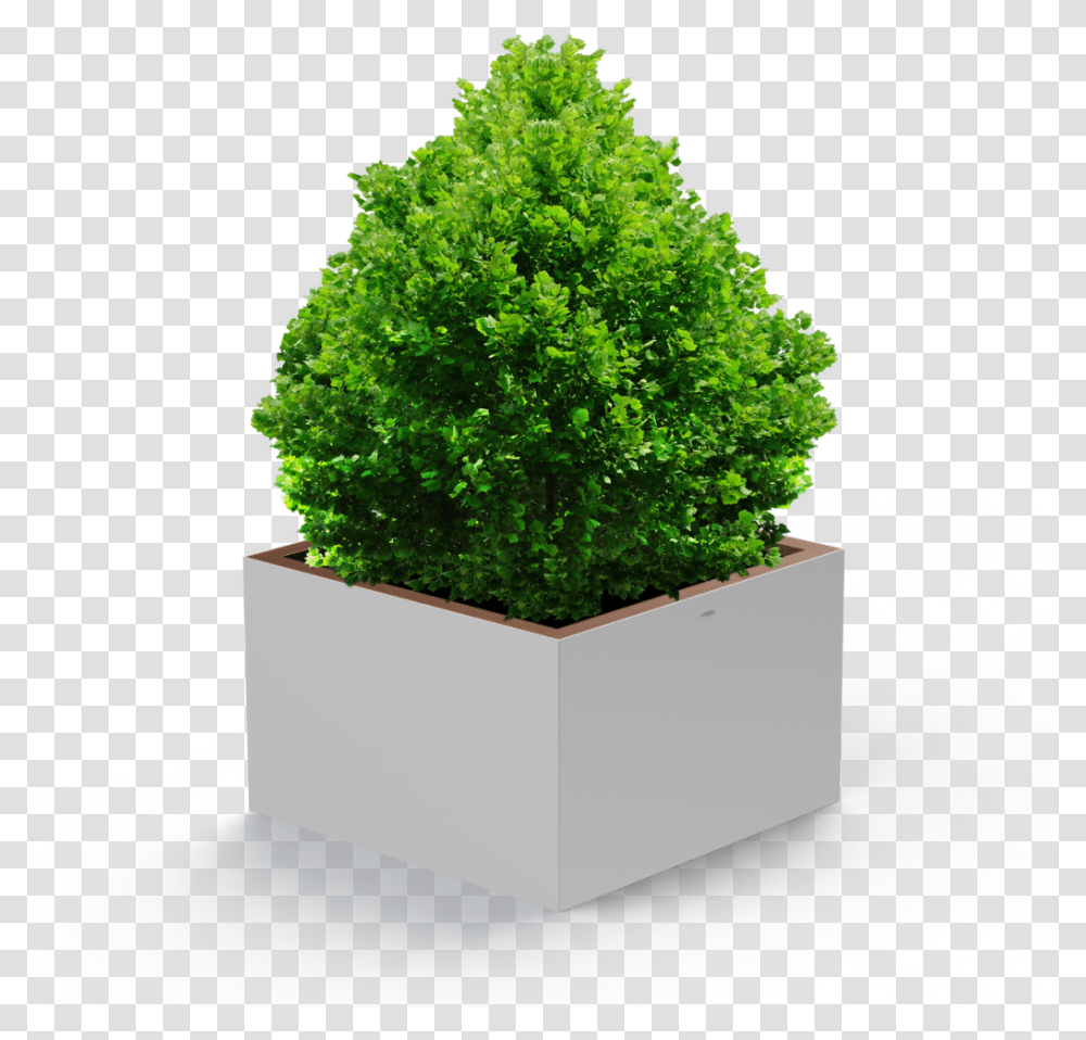 Tree Bush, Plant, Potted Plant, Vase, Jar Transparent Png