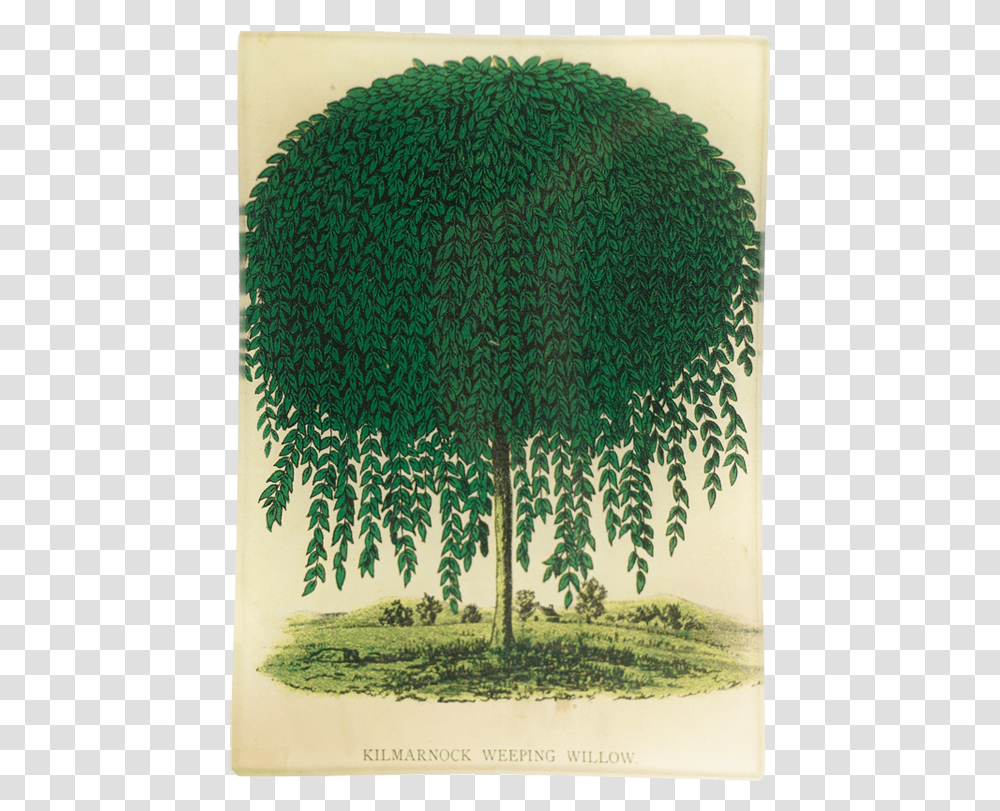 Tree, Bush, Vegetation, Plant, Rug Transparent Png