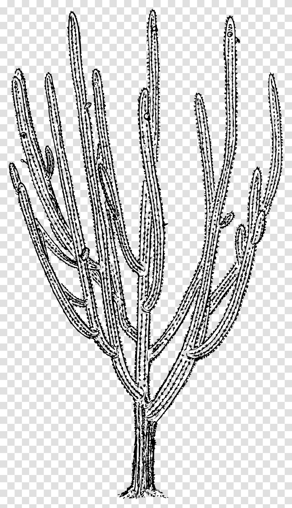 Tree Cactus Clip Arts Cactus, Gray, World Of Warcraft Transparent Png