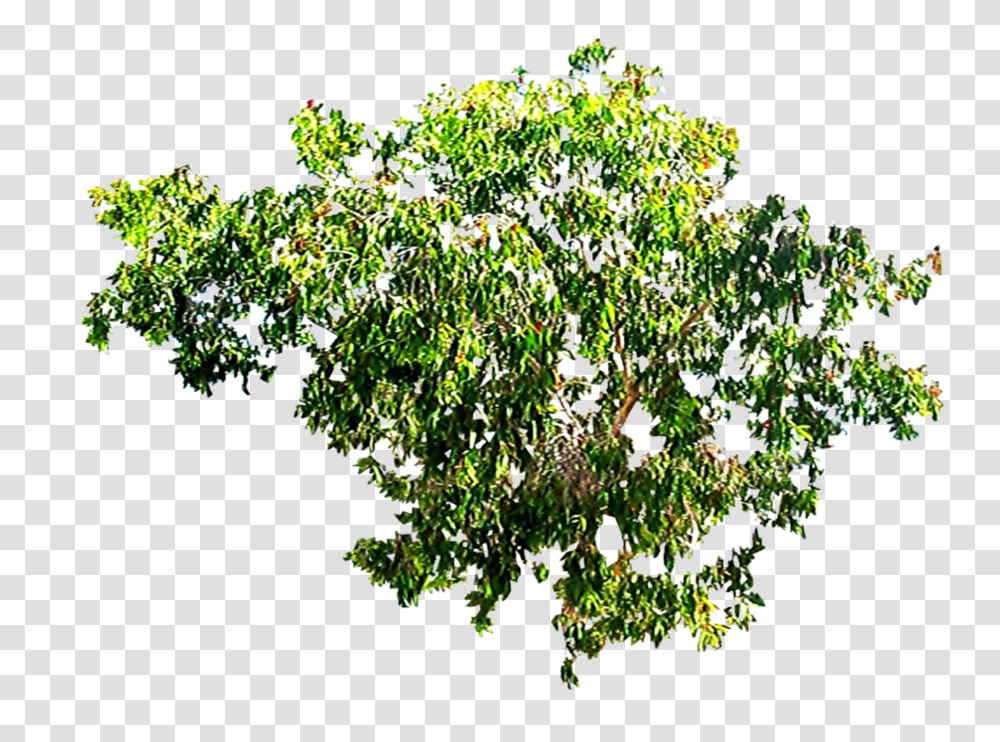 Tree Canopy 2 Image Flower Branches Top, Vegetation, Plant, Bush, Potted Plant Transparent Png