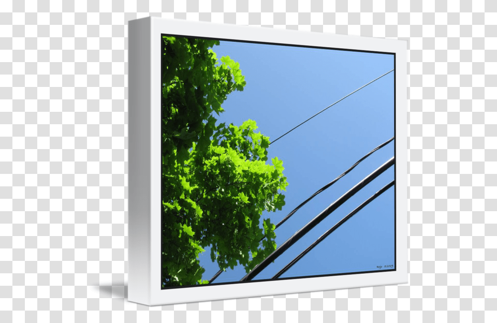 Tree Canopy And Wire Diagonal Flat Panel Display, Electronics, Screen, Plant, Monitor Transparent Png
