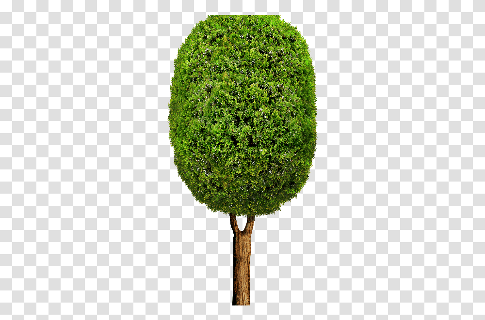 Tree Cartoon 10 Tree, Moss, Plant, Bush, Vegetation Transparent Png