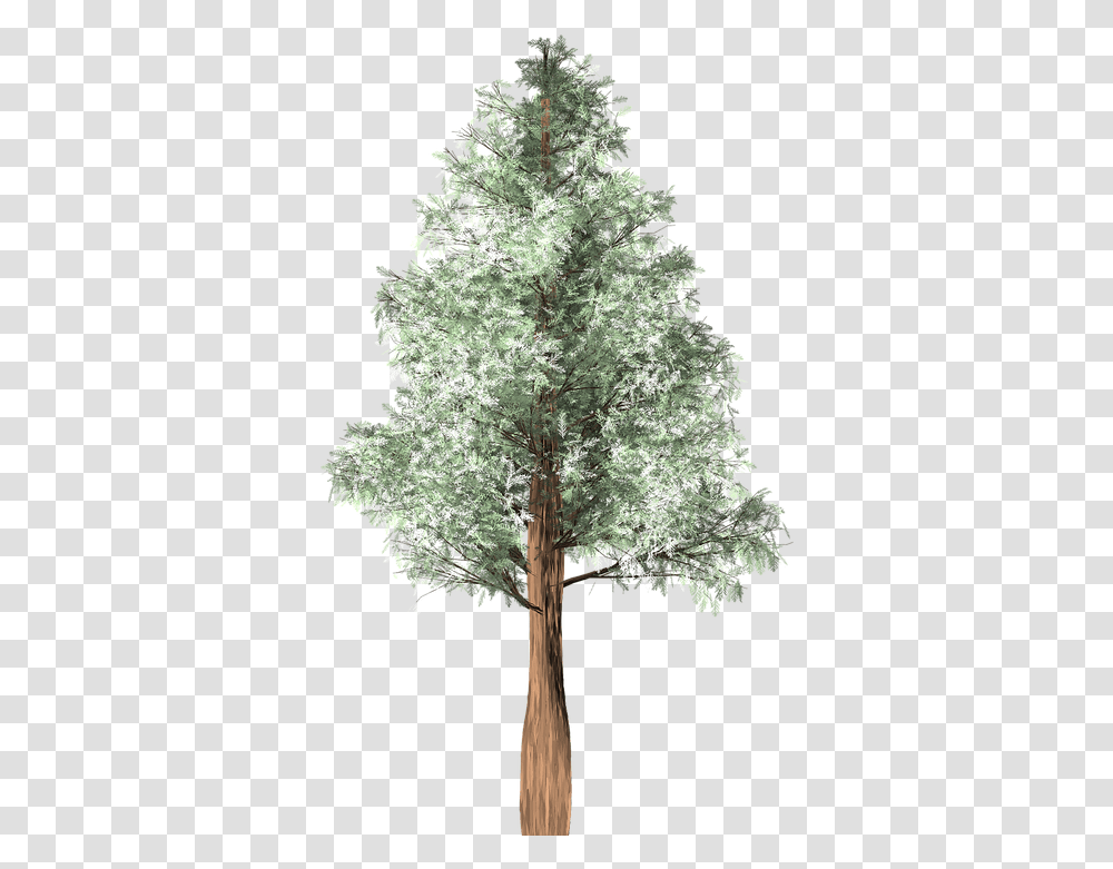 Tree Chilean Cedar Isolated Tree, Plant, Christmas Tree, Fir, Vegetation Transparent Png