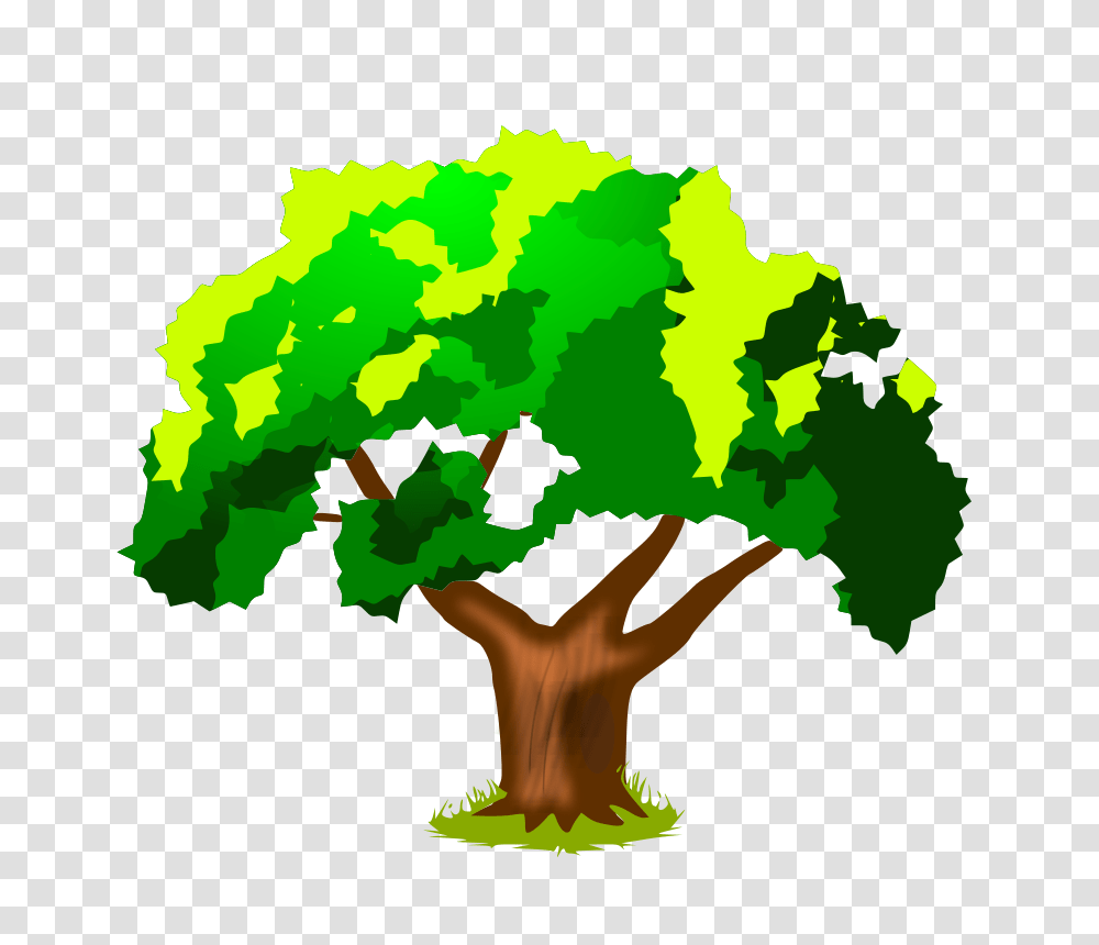 Tree Classification, Green, Vegetation, Plant, Bush Transparent Png