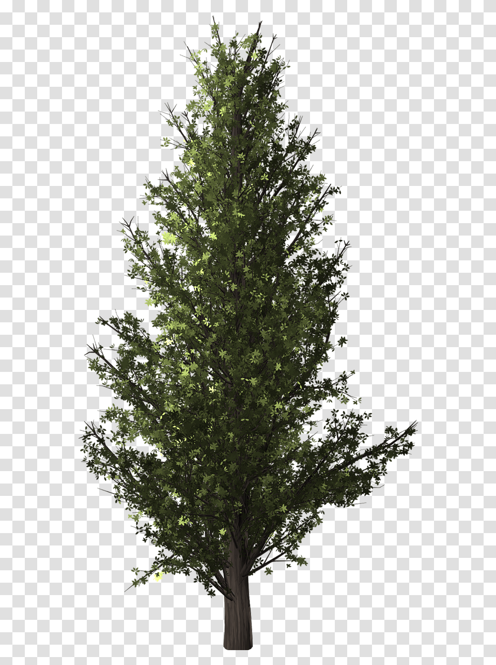 Tree Clip Art Forest Plants Image Forest Tree Background, Fir, Conifer, Outdoors, Pine Transparent Png