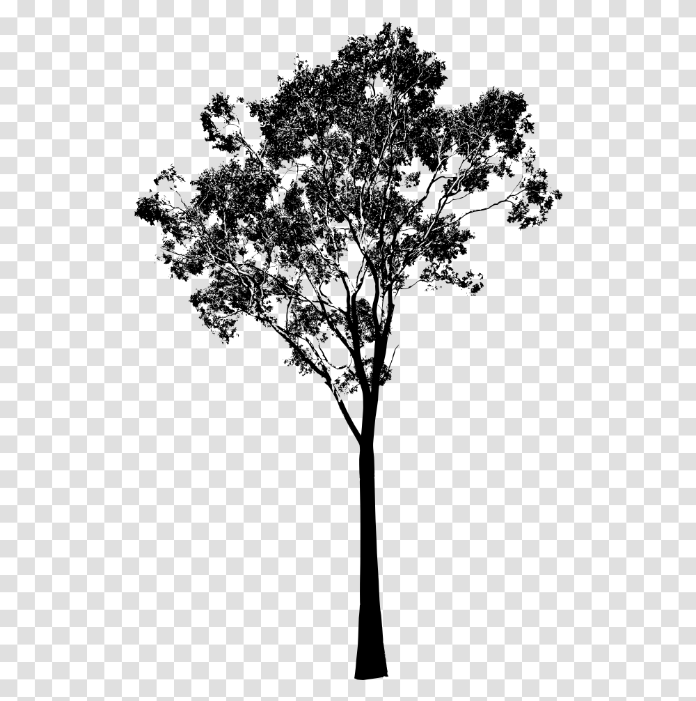 Tree Clipart Black And White Eucalyptus Tree Silhouette, Gray, World Of Warcraft Transparent Png