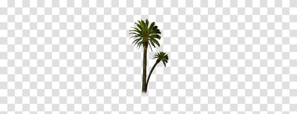 Tree Clipart Clipart, Plant, Palm Tree, Arecaceae, Green Transparent Png