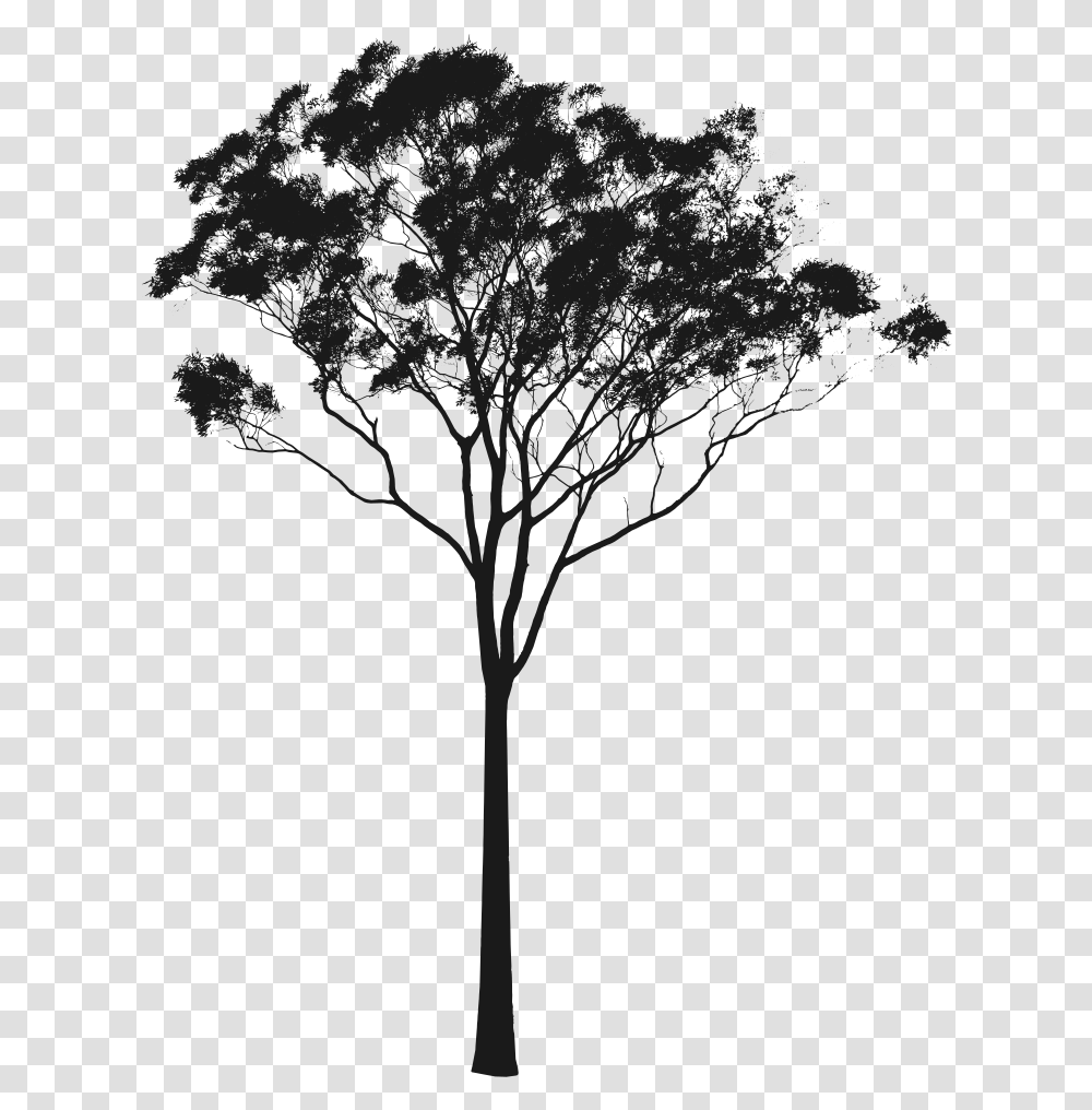 Tree Clipart Cross Section Gum Tree Silhouette, Plant, Tree Trunk, Nature, Path Transparent Png