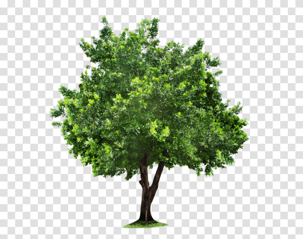 Tree Clipart For Designing Projects Apple Tree, Plant, Maple, Oak, Sycamore Transparent Png