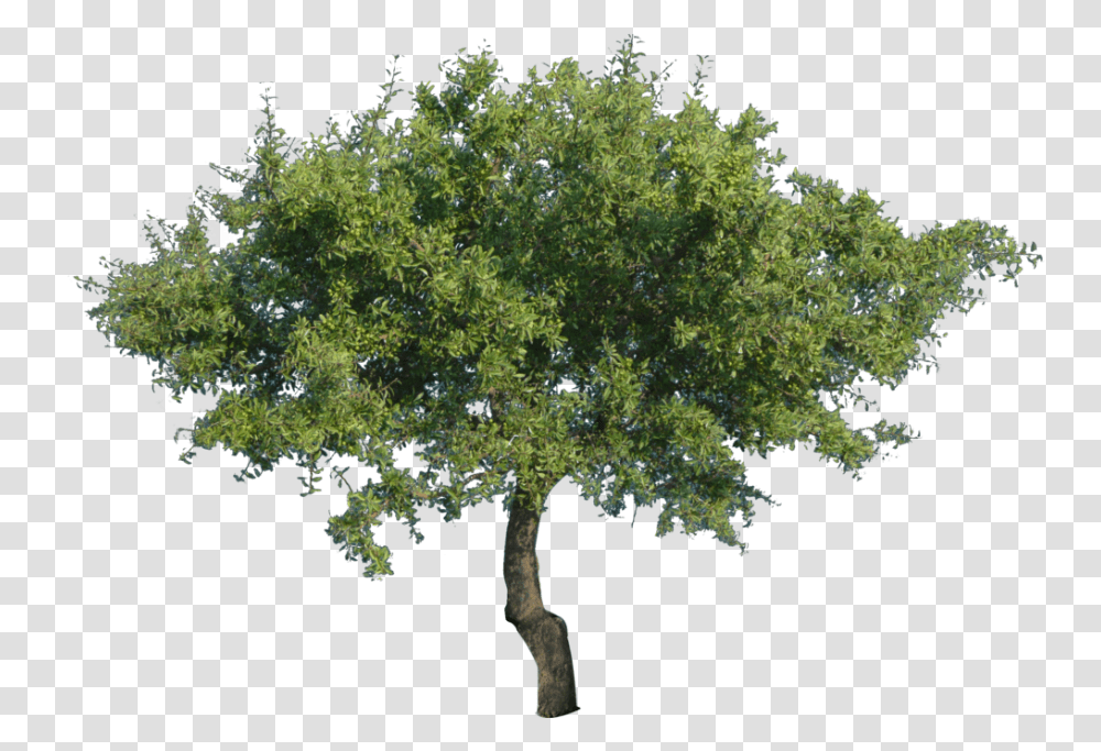 Tree Clipart Free Background Tree, Plant, Potted Plant, Vase, Jar Transparent Png