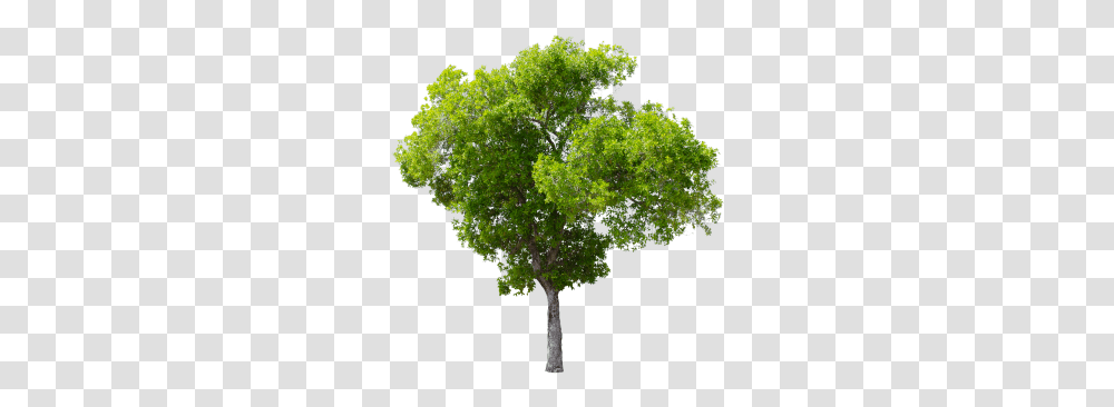 Tree Clipart High Resolution Picture 3209916 Background Tree, Plant, Oak, Tree Trunk, Sycamore Transparent Png