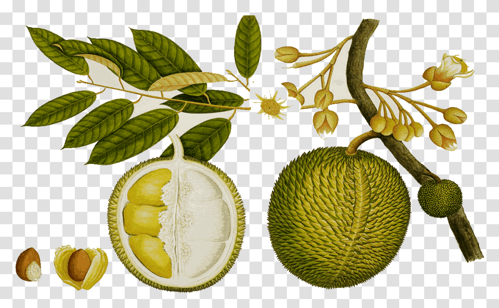 Tree Clipart Jack Fruit Durian Drawing, Plant, Food, Citrus Fruit, Grapefruit Transparent Png