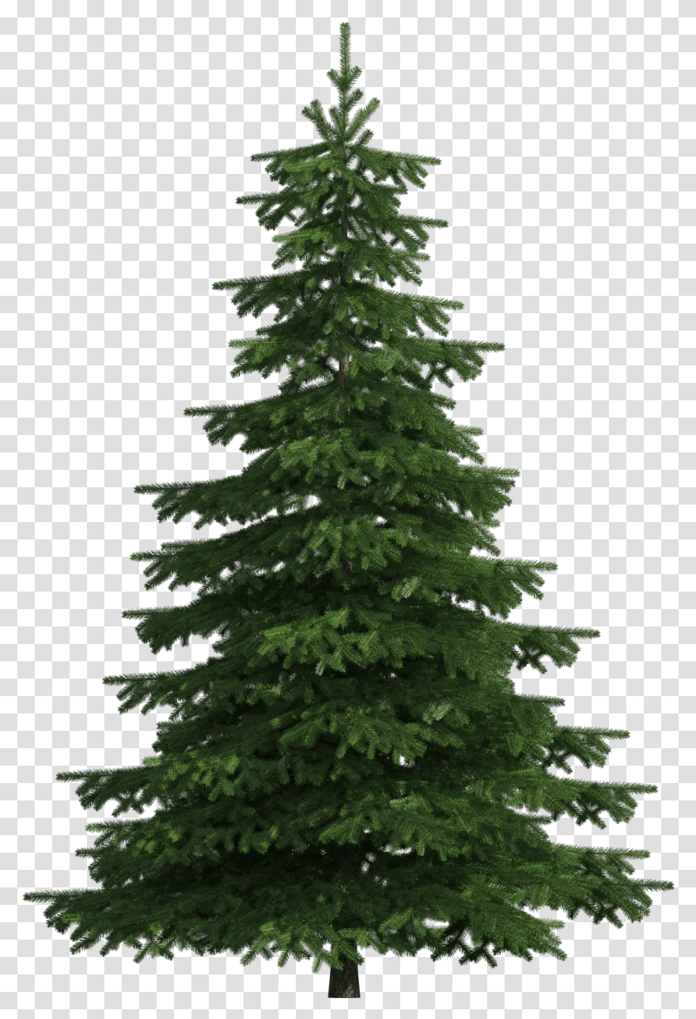 Tree Clipart Realistic Download Background Pine Tree, Plant, Christmas Tree, Ornament, Fir Transparent Png