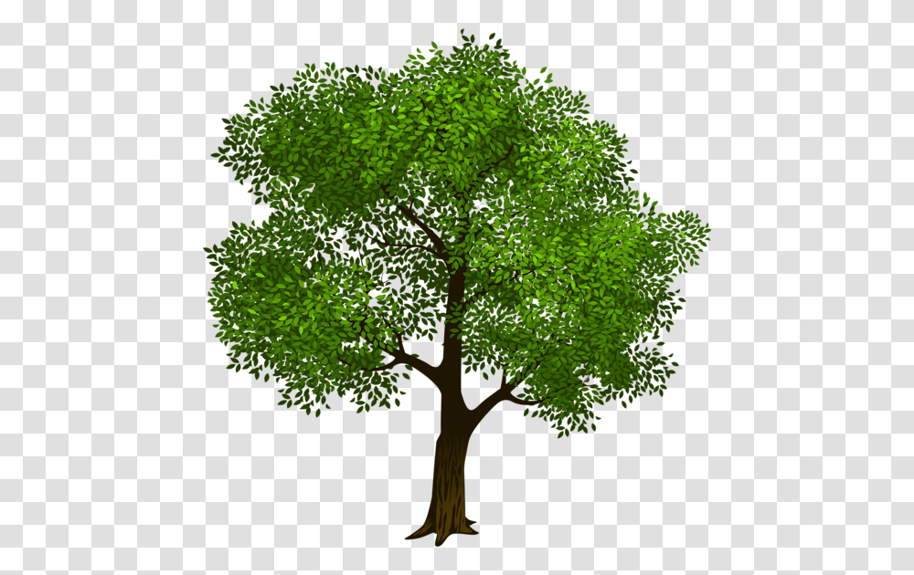 Tree Clipart Realistic Family Tree Clipart, Plant, Leaf, Moss, Green Transparent Png