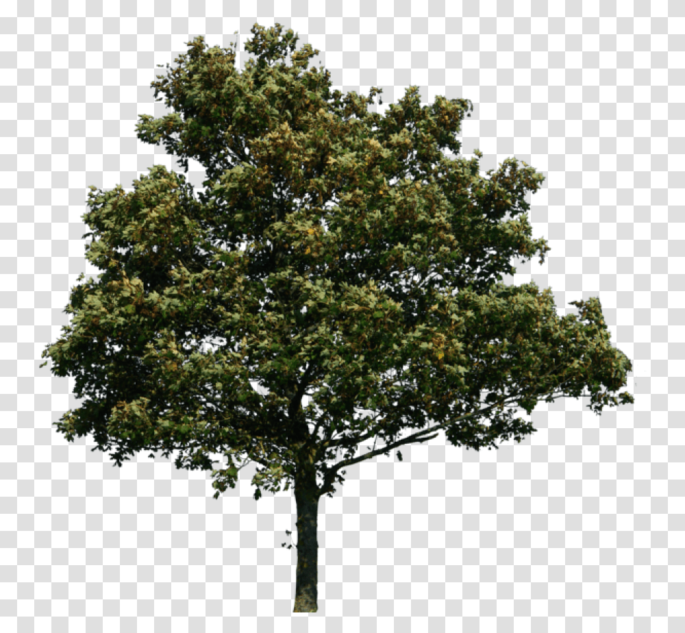 Tree Clipart Realistic Vector Tree Photoshop, Plant, Oak, Sycamore, Maple Transparent Png