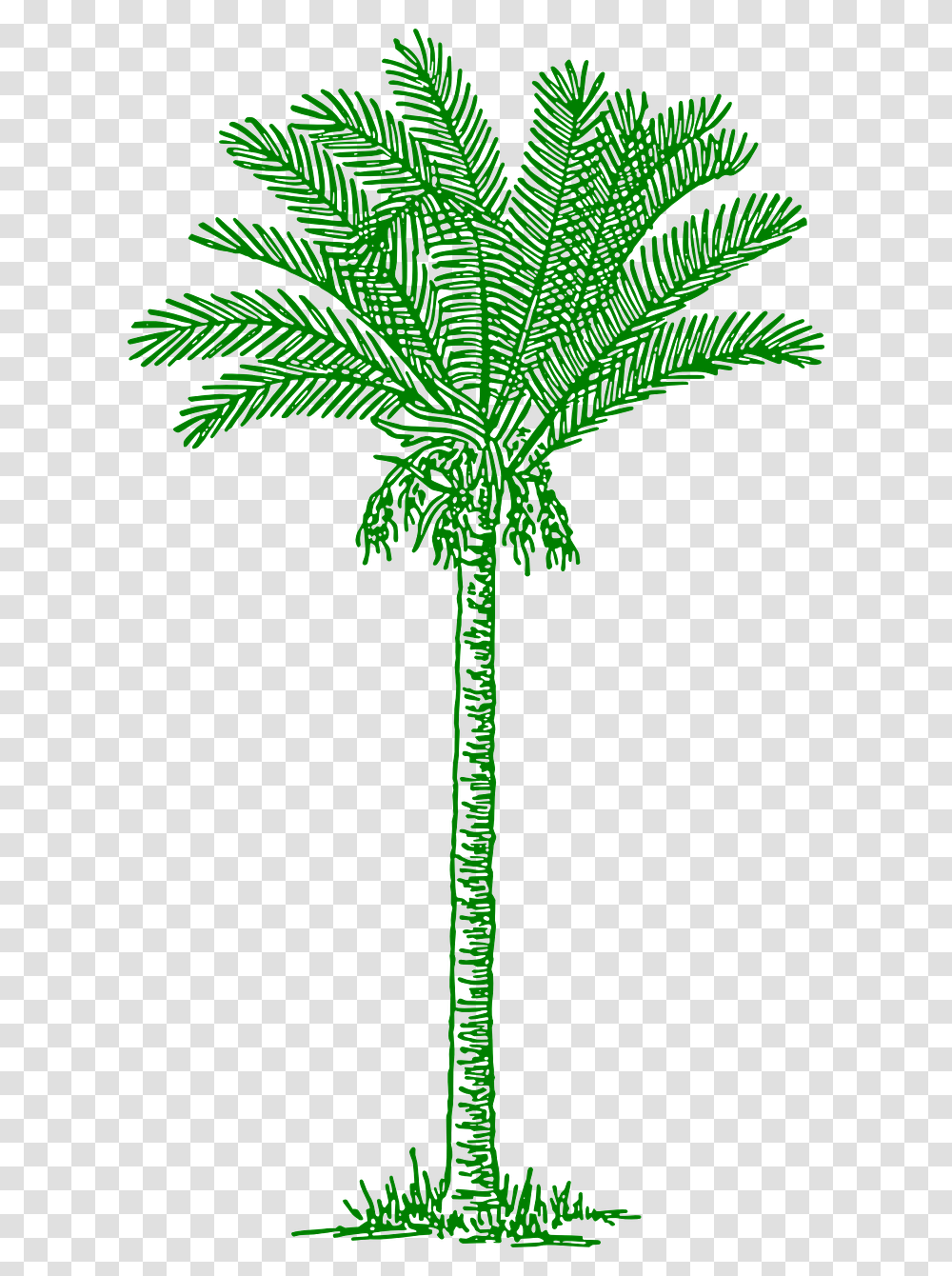 Tree Clipart V Shaped Date Palm Tree Drawing, Plant, Cross, Leaf Transparent Png