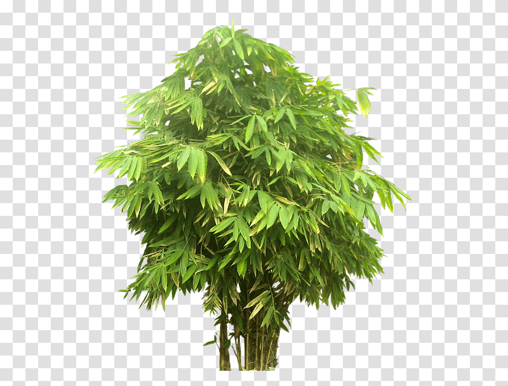 Tree Close Up, Plant, Maple, Leaf, Vegetation Transparent Png