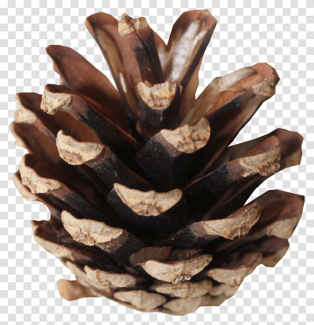 Tree Conifer Cone Transparent Png
