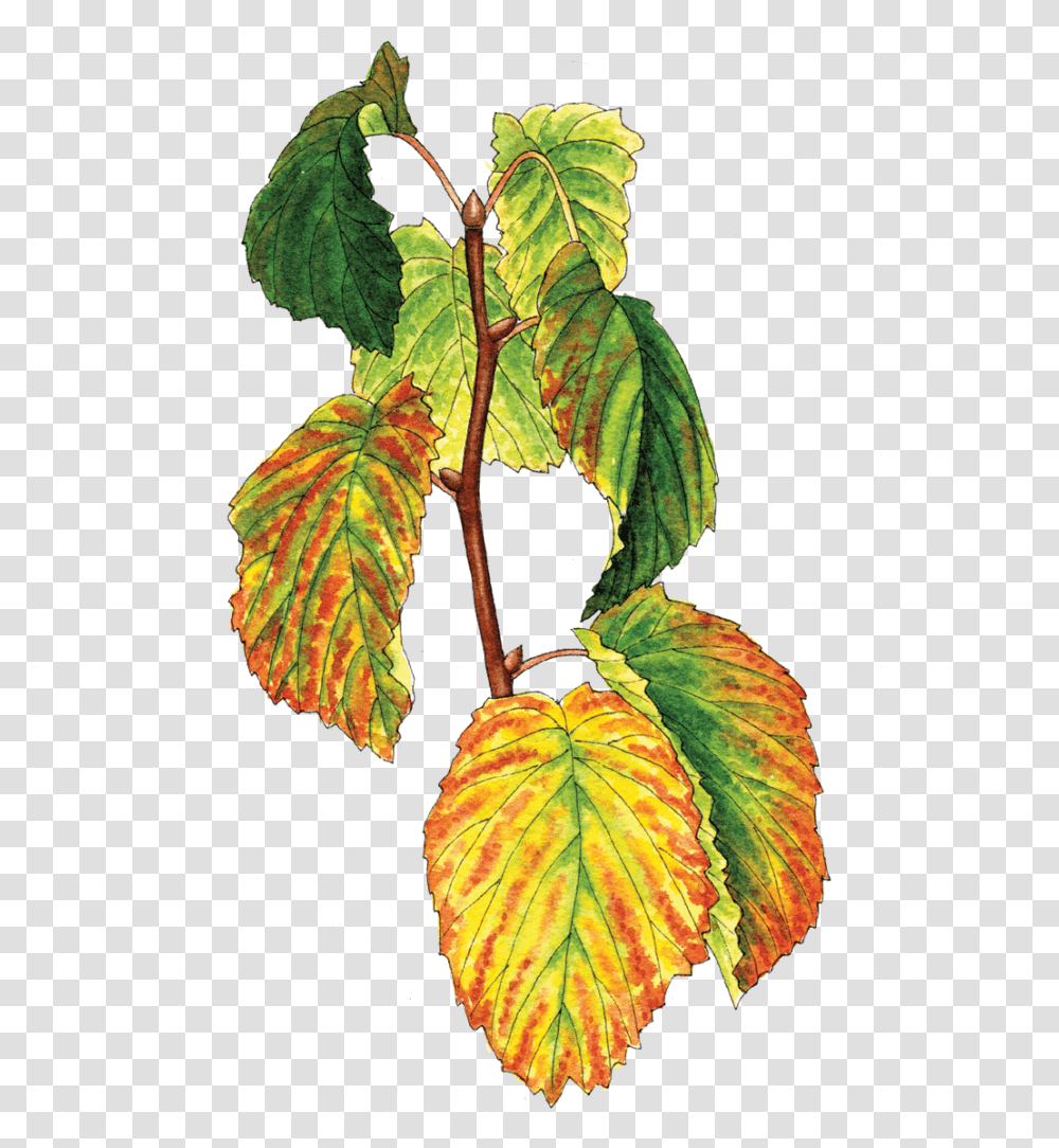 Tree Considerations, Leaf, Plant, Veins, Potted Plant Transparent Png
