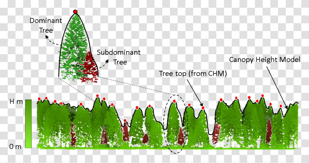 Tree Crown Detection And Delineation Lidar, Plant, Ornament Transparent Png