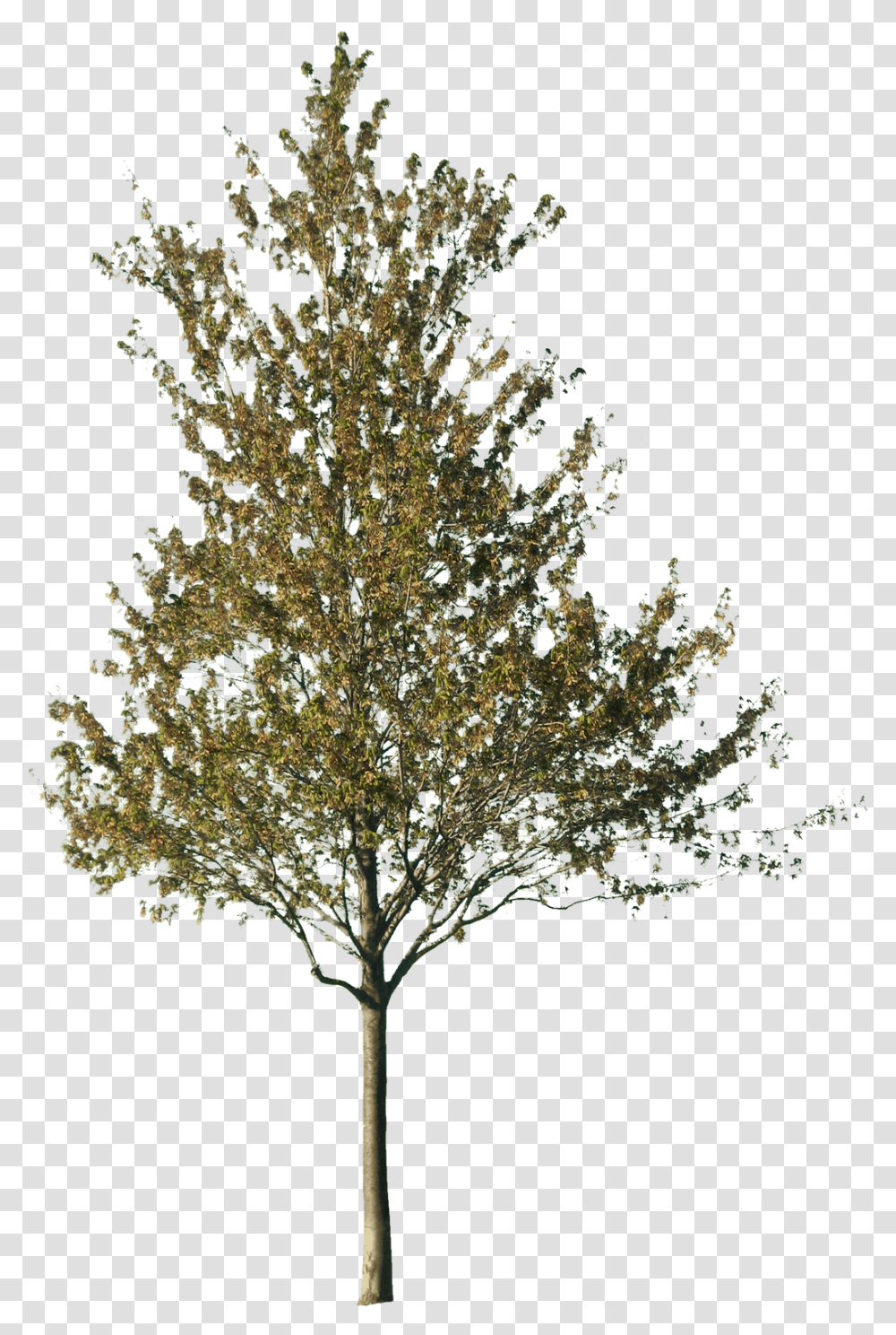 Tree Cut Out, Plant, Conifer, Fir, Abies Transparent Png