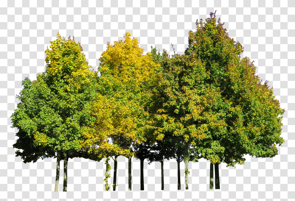 Tree Cutout Autumn Tree Cut Out, Plant, Tree Trunk, Vegetation, Outdoors Transparent Png
