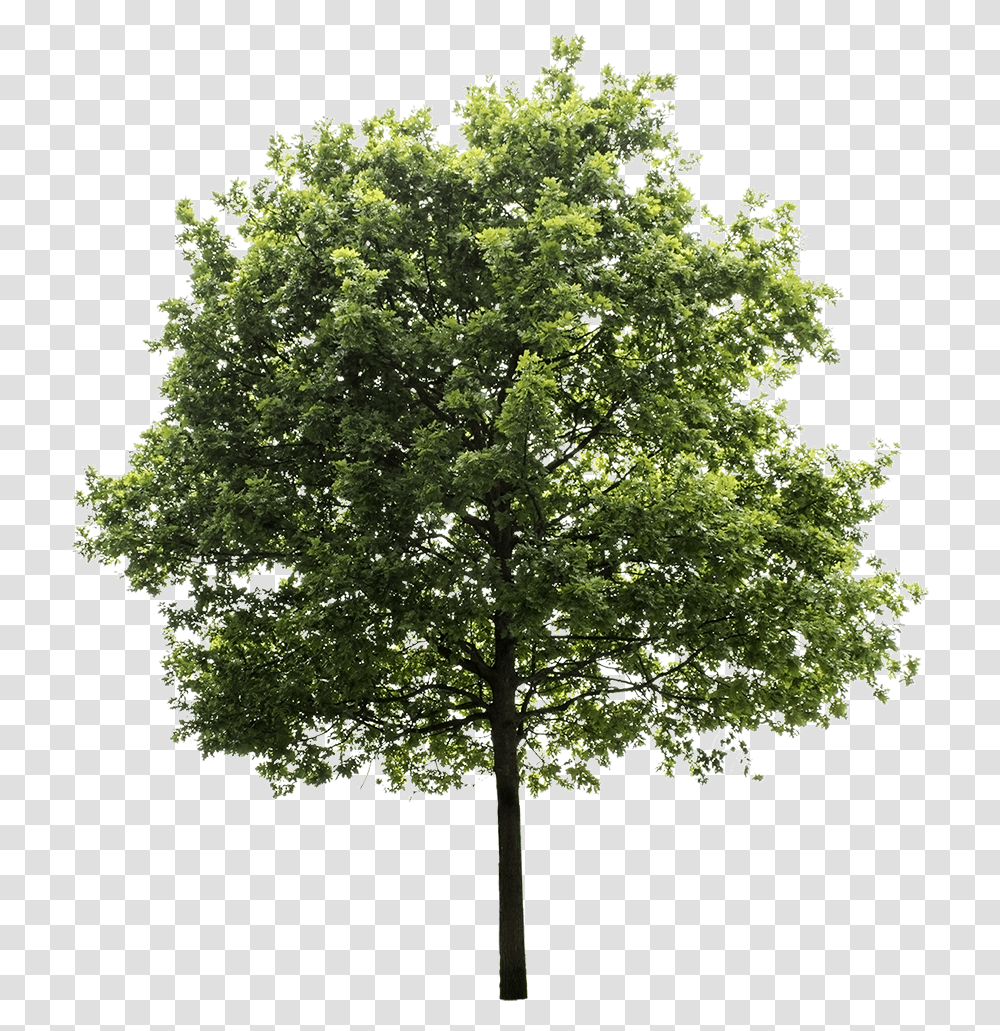 Tree Cutout Background Tree, Plant, Maple, Oak, Sycamore Transparent Png