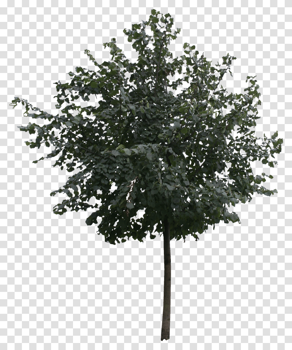 Tree Cutout, Plant, Fir, Abies, Conifer Transparent Png