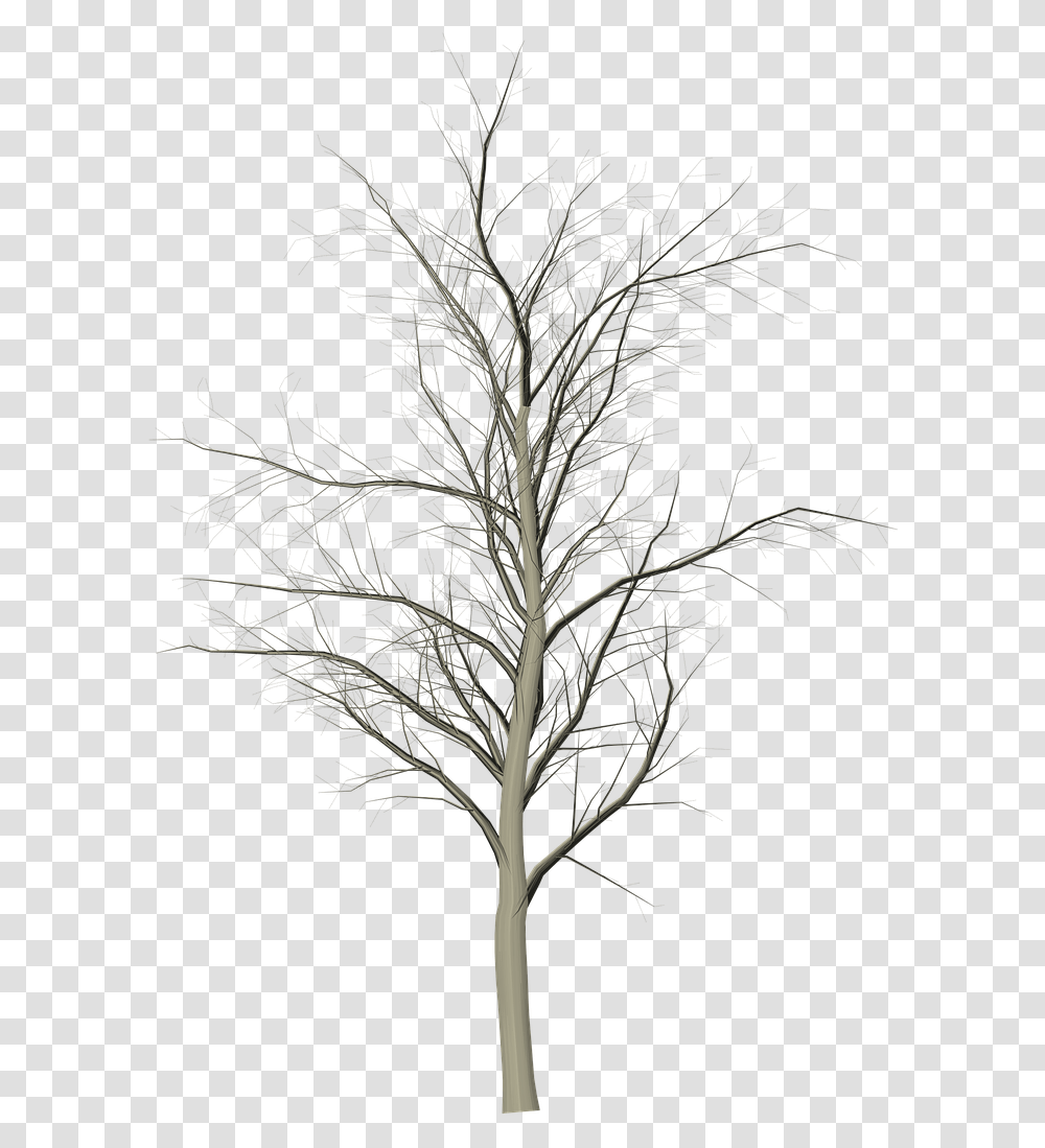 Tree Dead Branches Free Photo Snow, Plant, Nature, Outdoors, Silhouette Transparent Png