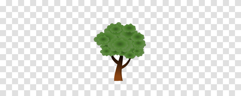 Tree Download Drawing Redwoods Larch, Plant, Cross, Vegetable Transparent Png