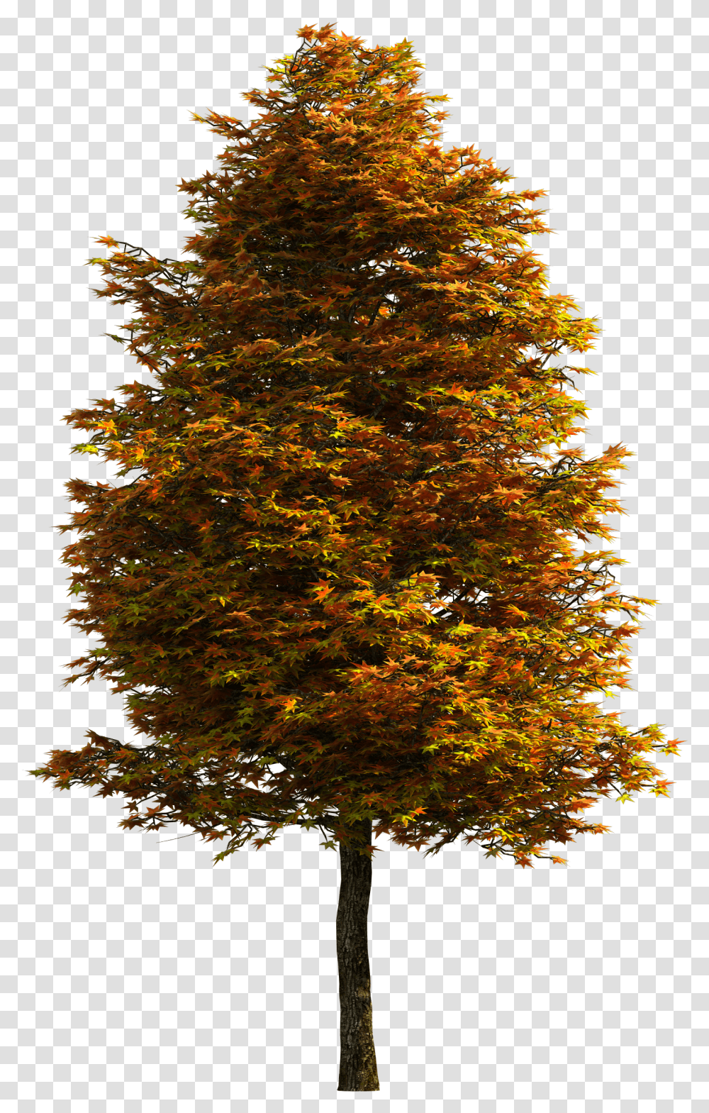 Tree Download Free Clipart Background Trees, Plant, Maple, Fir, Abies Transparent Png
