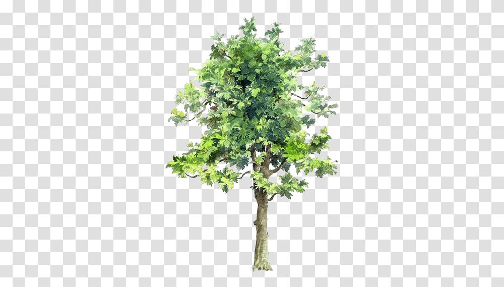 Tree Drawing Watercolor Painting Painted Tree Cut Out, Plant, Potted Plant, Vase, Jar Transparent Png