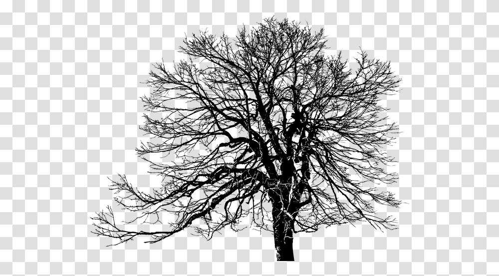 Tree Ecological Green Plant Silhouette Weathered Public Domain Tree Silhouette, Gray, World Of Warcraft Transparent Png