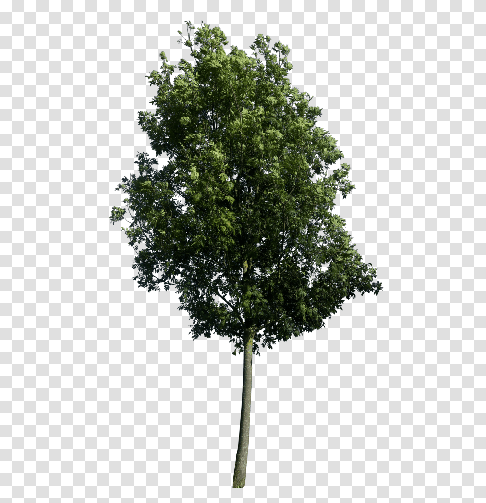 Tree Elevation 1 Image Rain Forest Trees, Plant, Tree Trunk, Spire, Tower Transparent Png