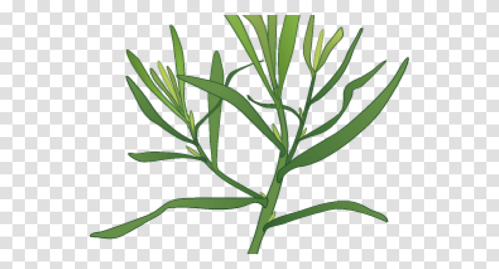 Tree Elevation Gta Vice City Palm, Plant, Flower, Daisy, Flax Transparent Png