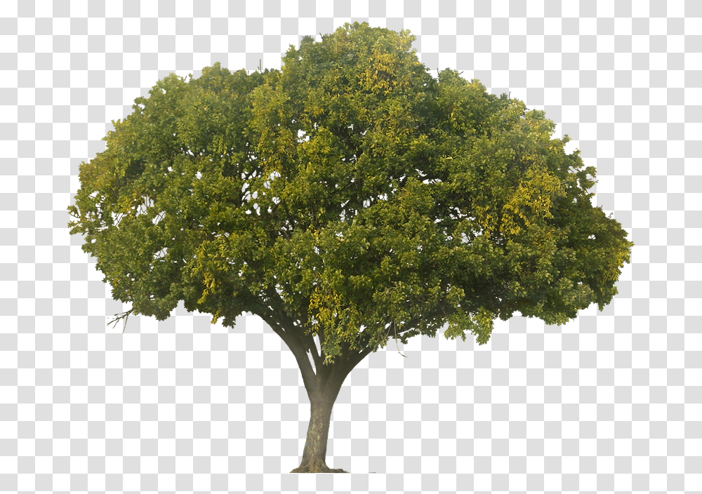 Tree Elevation Photoshop, Plant, Oak, Tree Trunk, Sycamore Transparent Png