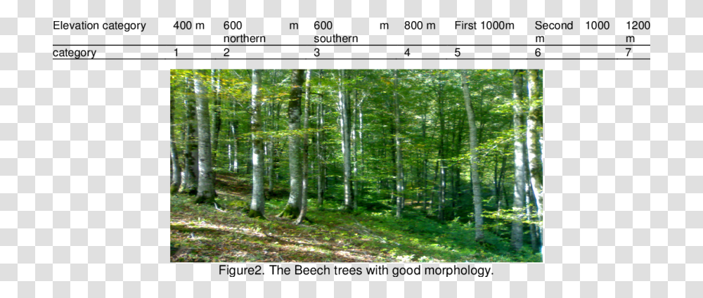 Tree Elevation Spruce Fir Forest, Vegetation, Plant, Woodland, Outdoors Transparent Png