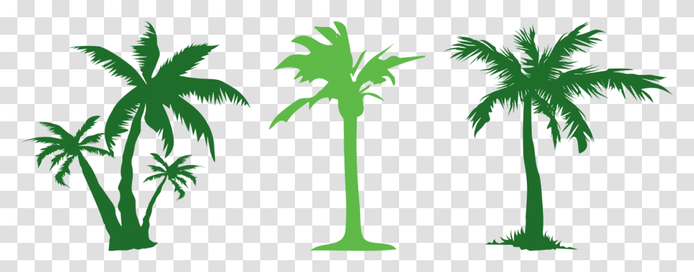Tree Evergreen Arecaceae Clip Art Coconut, Plant, Palm Tree, Leaf Transparent Png