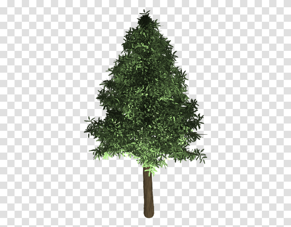 Tree Evergreen Isolated Oak Tree, Plant, Christmas Tree, Ornament, Fir Transparent Png