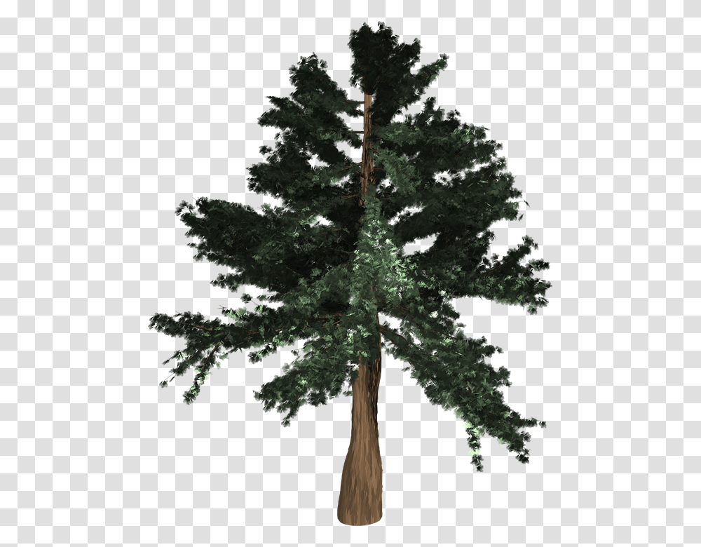 Tree Evergreen Isolated Pine Spruce Redwood Coast Redwood, Plant, Fir, Abies, Conifer Transparent Png