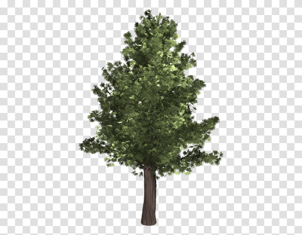 Tree Evergreen Isolated Pine Spruce Redwood Realistic Tree Clip Art, Plant, Fir, Abies, Flower Transparent Png