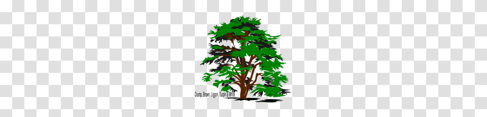 Tree Family Reunion Clip Art For Web, Plant, Maple, Oak, Fir Transparent Png