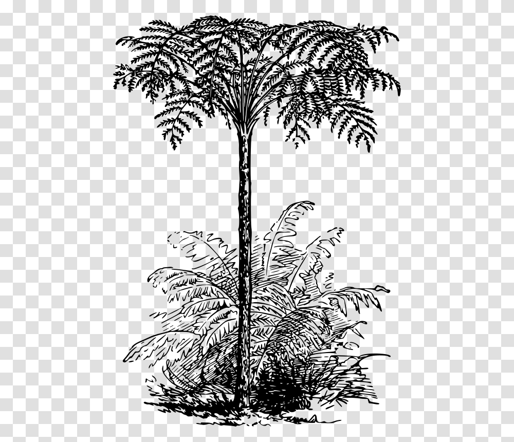 Tree Fern Black And White, Gray, World Of Warcraft Transparent Png
