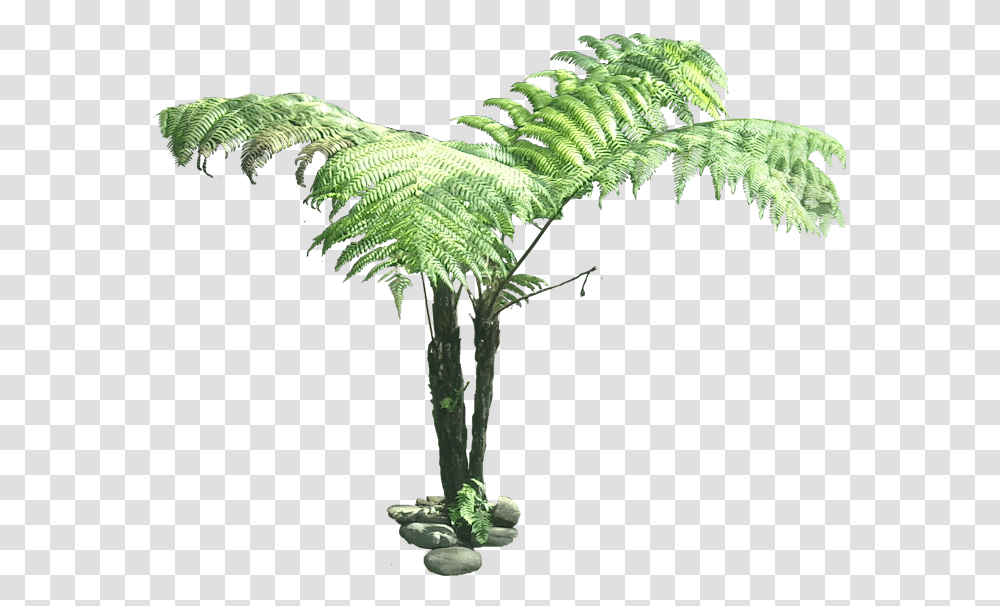 Tree Fern Cut Out, Plant Transparent Png