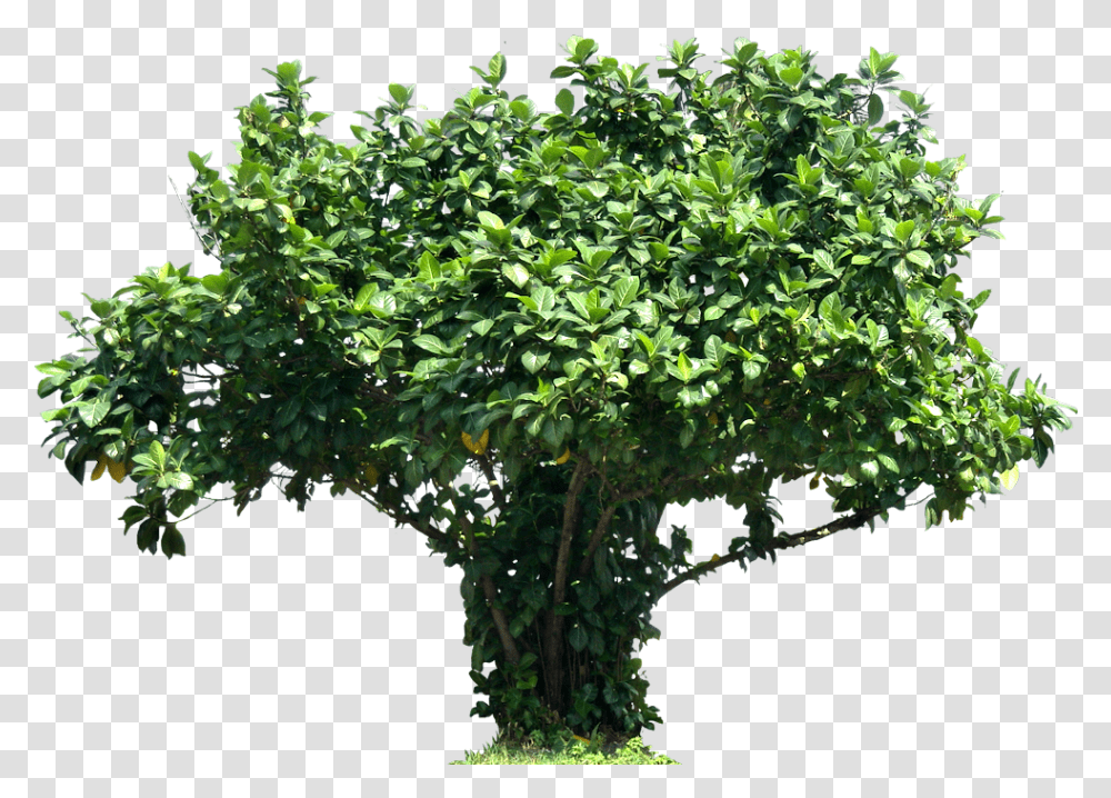 Tree Ficuslutea Image Letters J In Nature, Bush, Vegetation, Plant, Potted Plant Transparent Png